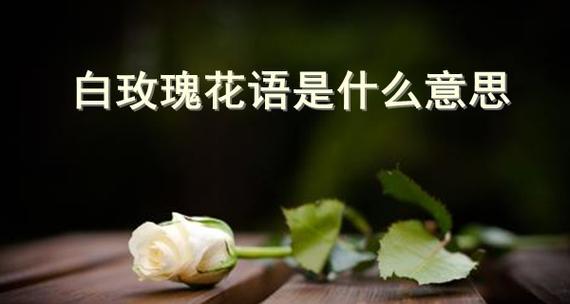 玫瑰花的数量与花语——花开寓意与心意的变幻（不同数量的玫瑰花所传递的不同情感与象征）