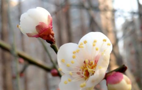 探寻梅花的花语之美（解读梅花花语中的深意）