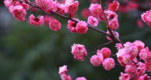 梅花（探索梅花在中国文化中的象征意义）