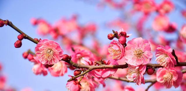 美人梅花语与其深意（探寻美人梅花语的文化内涵）