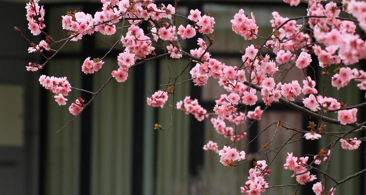 美人梅花语与其深意（探寻美人梅花语的文化内涵）