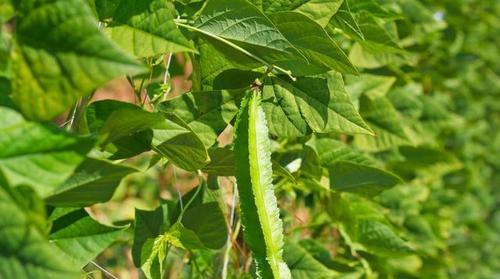 四棱豆如何种植（四棱豆种植技术与管理）