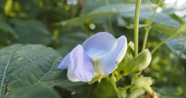 四棱豆如何种植（四棱豆种植技术与管理）