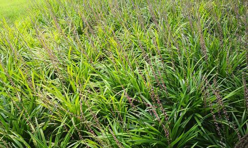 麦冬怎么种植才高产（麦冬栽培技术要点）