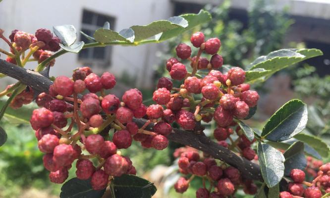 花椒如何种植（花椒种植技术与管理）