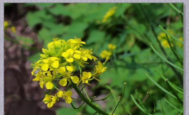 芥菜怎样种植与管理（芥菜高产种植技术）