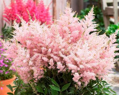 多年生草本植物是什么意思（常年青绿的植物介绍）