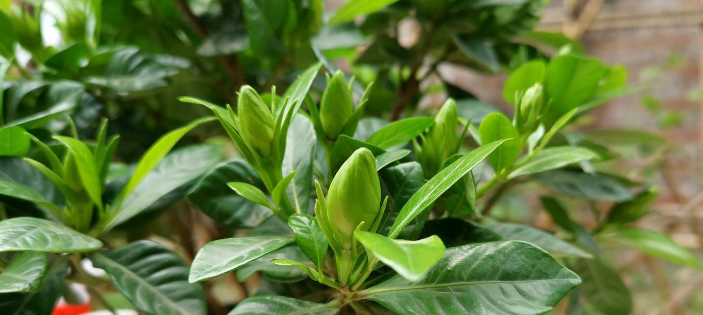 栀子花花期怎么管理（关于栀子花的养殖技巧）