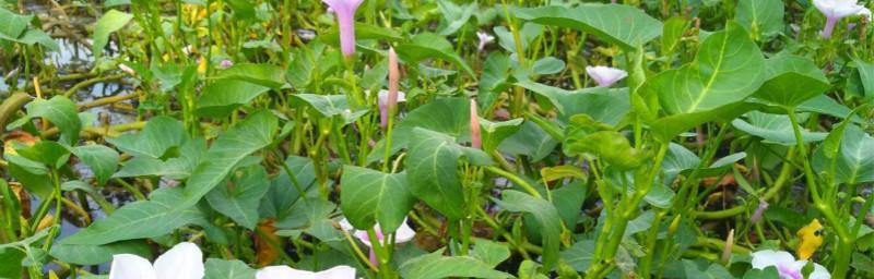 空心菜什么时候种植（空心菜的种植方法和时间）