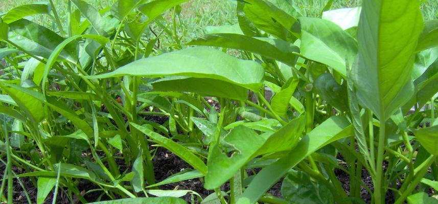 空心菜什么时候种植（空心菜的种植方法和时间）