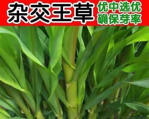 高丹王草种子多少钱一斤（黑麦草种植技术要点）