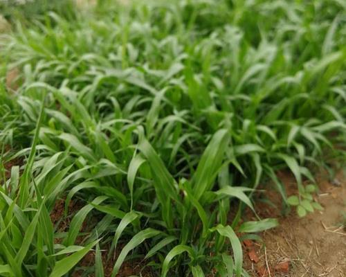 高丹王草种子多少钱一斤（黑麦草种植技术要点）