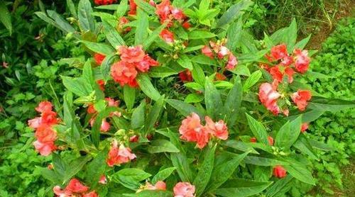 凤仙花如何播种（凤仙花的种植方法和时间）