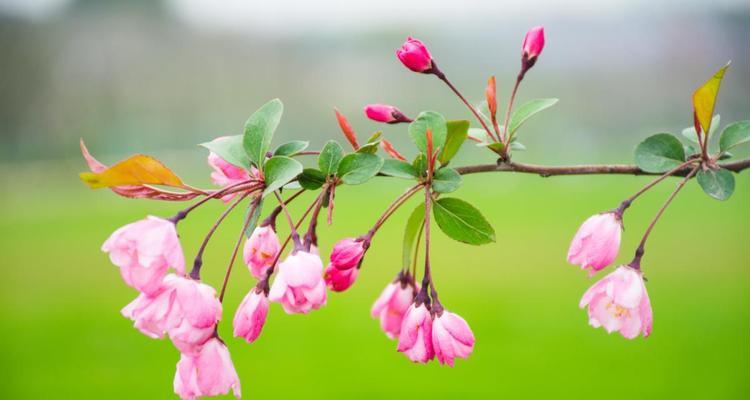 什么花在春天开放名字（春天代表性的花）