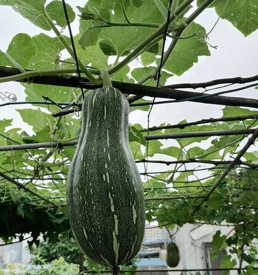 节瓜适合什么季节种植（有关节瓜的栽培技术）