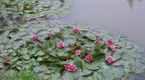 水生植物种类有哪些（常见水生植物大全）