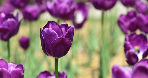 郁金香花是什么样子（有关郁金香的养护知识）