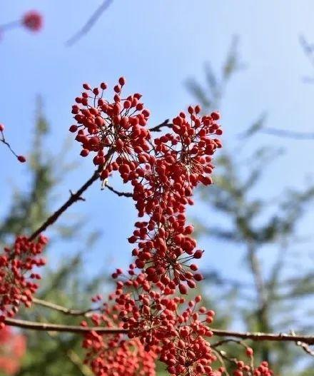 山桐子油多少钱一斤（山桐子油多少钱一斤）