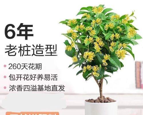 桂花怎么养殖方法（桂花养护的正确方法）