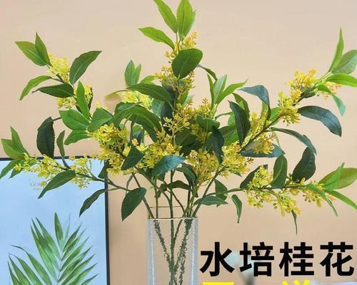 桂花怎么养殖方法（桂花养护的正确方法）