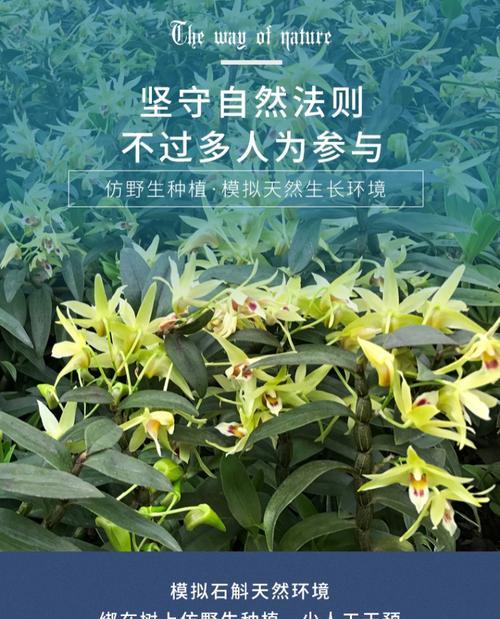 铁皮石斛几月份种植（铁皮石斛的种植条件和方法）