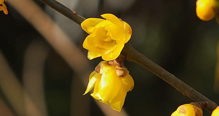 蜡梅在什么季节开放（有关蜡梅的花期季节）