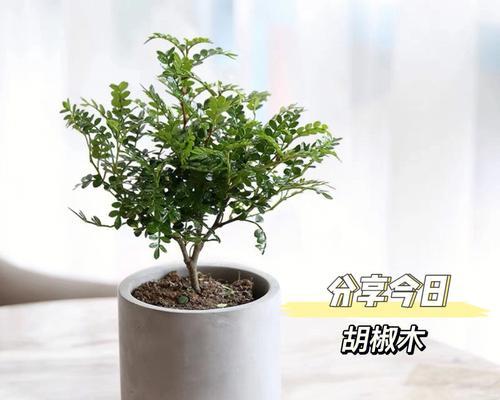 怎样养好胡椒木盆景（胡椒木的养护与管理）