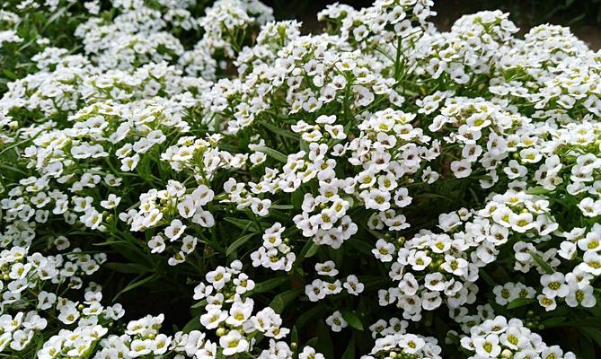 香雪球种子的种植方法（从种子到盛开）