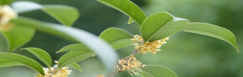 桂花树的种子怎么种成活率高（桂花树种子育苗方法）