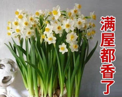 如何种水仙花种球（水仙花的正确种植方法讲解）