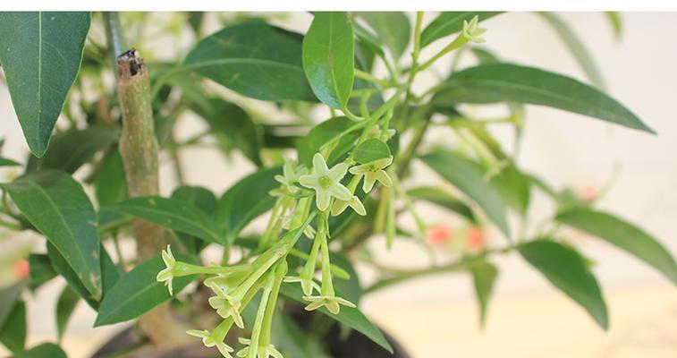 夜来香怎么开花好（关于夜来香的花期季节）