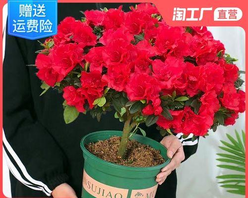 杜鹃花怎么养才开花（杜鹃花的养护小妙招）