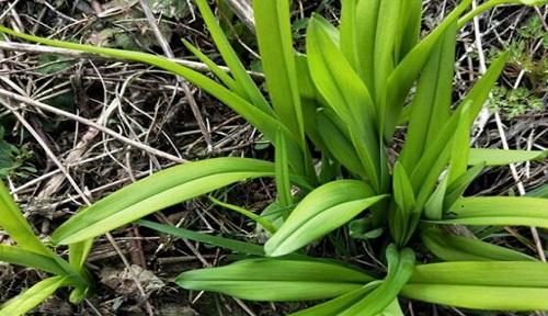 黄花菜怎么繁殖最快（黄花菜种植方法介绍）