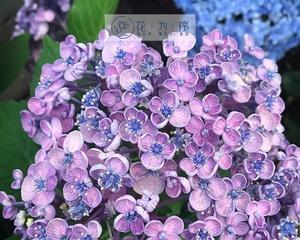 紫色绣球花怎么养好看（绣球花紫色叶子区别）