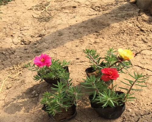 非洲菊种子怎么种（非洲菊种子种植方法与技巧）