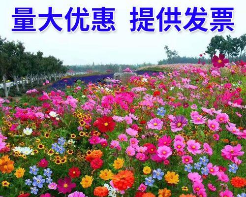 非洲菊种子怎么种（非洲菊种子种植方法与技巧）