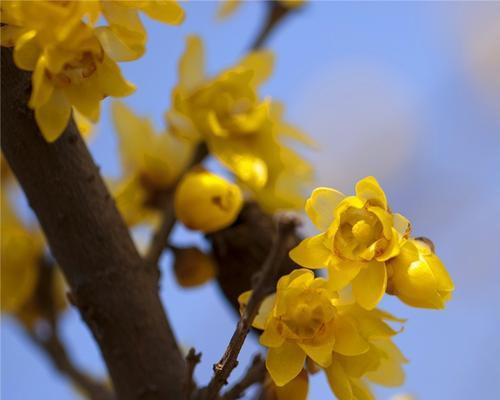 腊梅花怎么培植（详解腊梅花栽培技术）