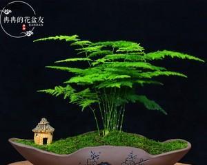 文松植物要怎样养（文松的养殖方法和注意事项）