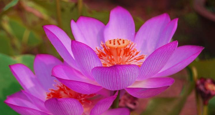 莲花的象征意义和精神（关于莲花的含义）