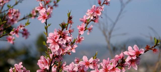 桃花什么时候开放（有关桃花的花期时间）