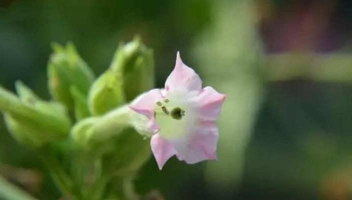 白芨花开的花语与寓意（探索白芨花的开花时间与花语）