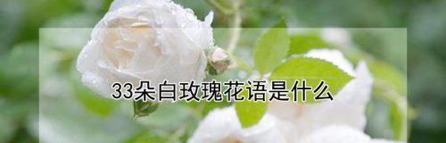 白色玫瑰的花语与意义（美丽的象征与纯洁的传递）