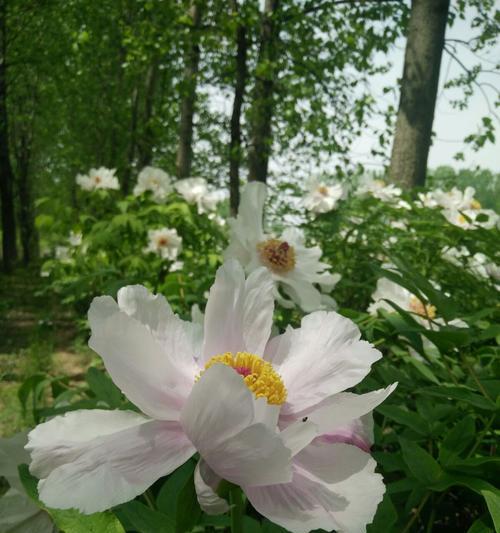 白芍花的象征意义和独特价值（探索白芍花在文化和医学中的重要地位）