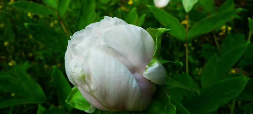 白芍花的象征意义和独特价值（探索白芍花在文化和医学中的重要地位）