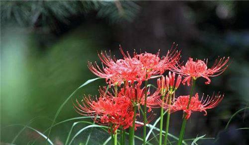 彼岸花的花语和寓意（探索彼岸花背后深刻的含义与象征）