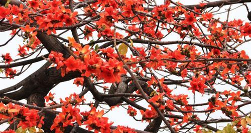 花开发财，好运常伴（迎接新年）