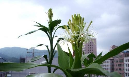 传递恭喜祝福的花语（恭喜的花言葩蕊）