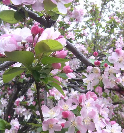 和平花开，传递友谊之光（以花语传达和平的力量与希望）