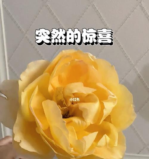 花语传递的开心之花——以表示开心的花为主题（探索花语）