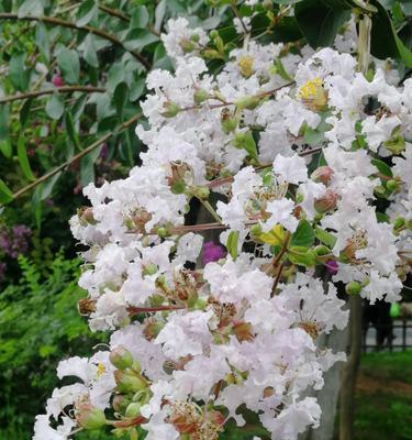 平安之花——寓意平安的花卉大揭秘（传递平安祝福的花语之选与含义详解）